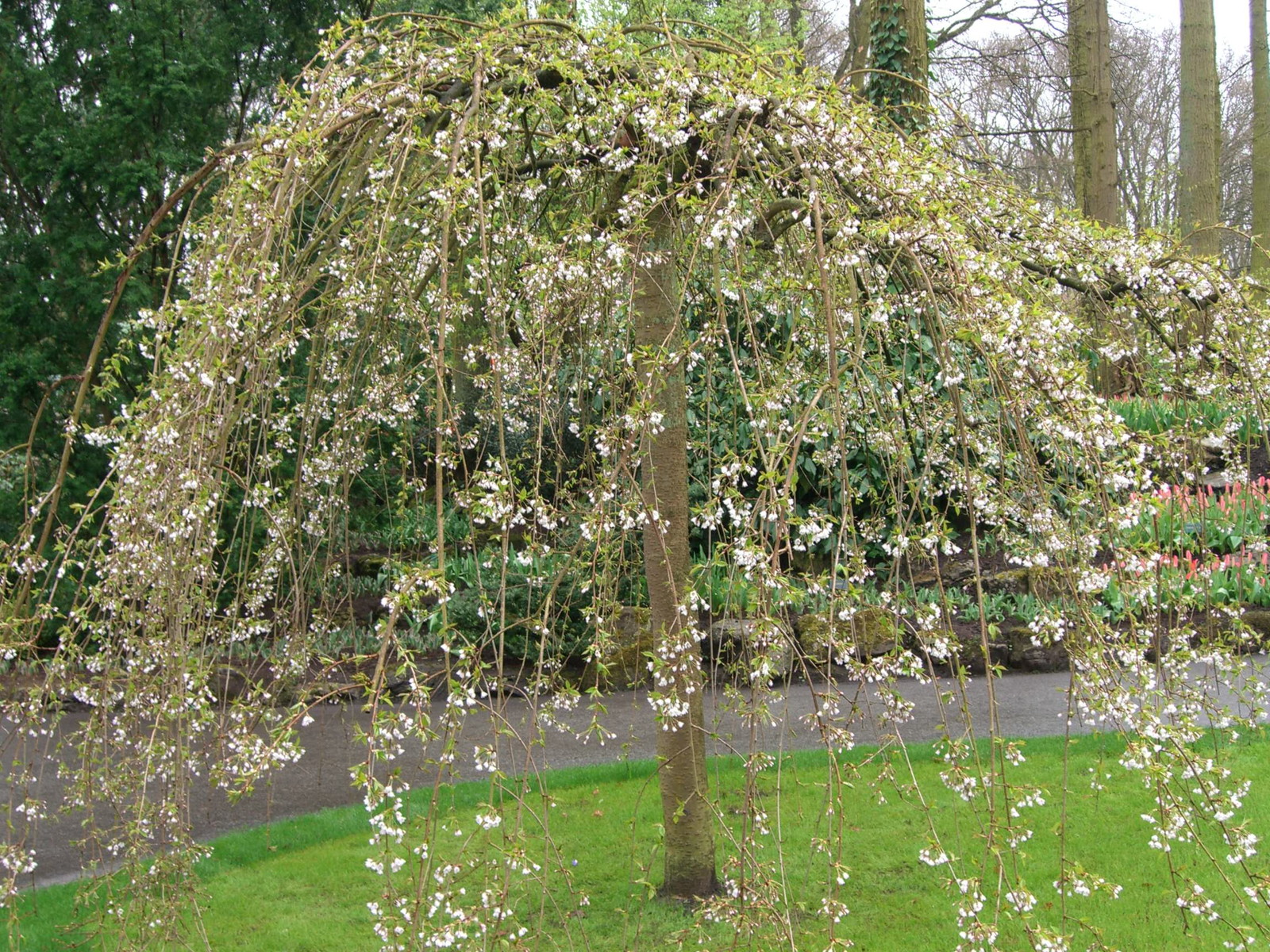 Netherlands Keukenhof
